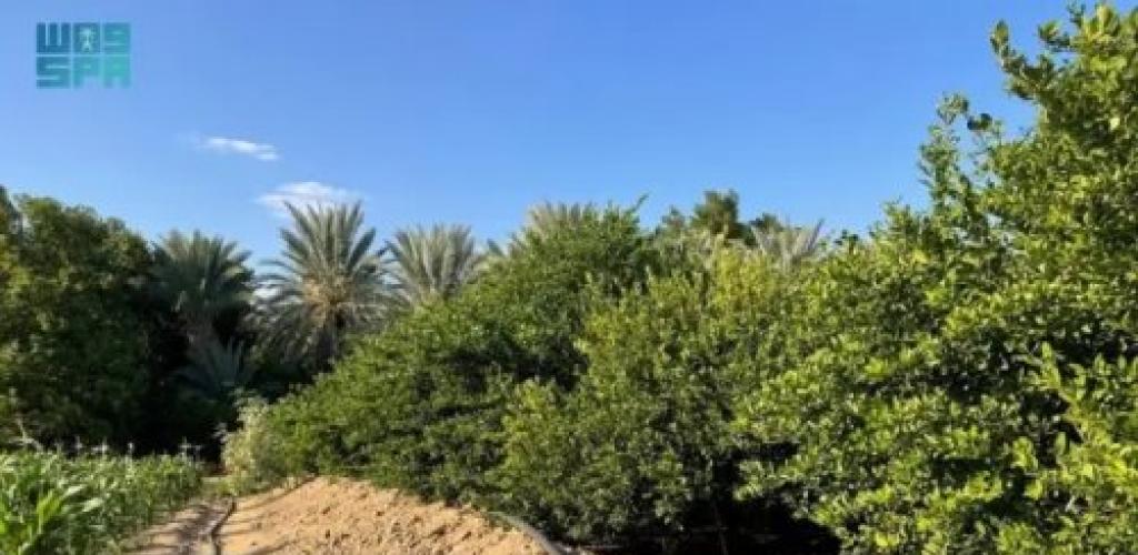 البيئة تكشف: 3.2% من المحاصيل الزراعية في مكة تحتوي على متبقيات مبيدات فوق الحد المسموح