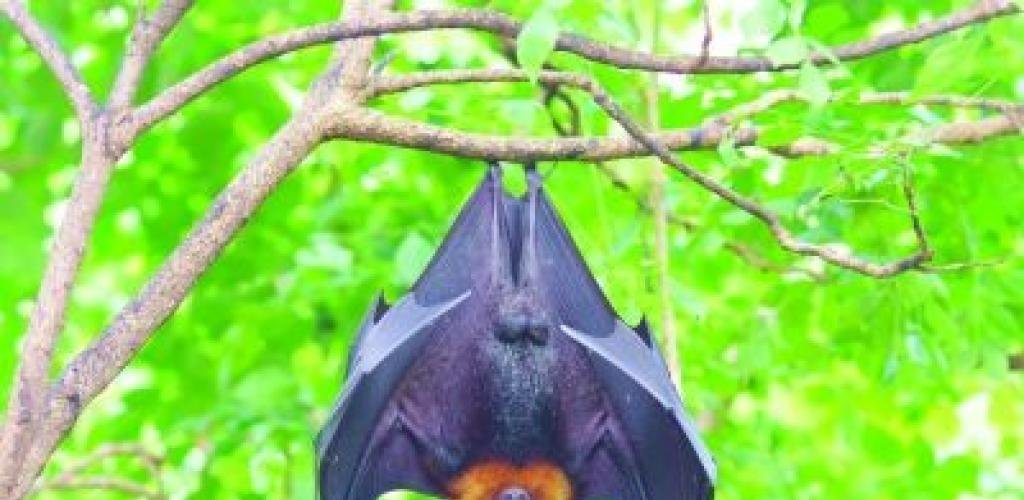 أخبار سلطنة عمان | بعد كوفيد-19 .. ما حقيقة خطر فيروس "نيباه" ؟ | عيون الجزيرة الاخبارية عمان