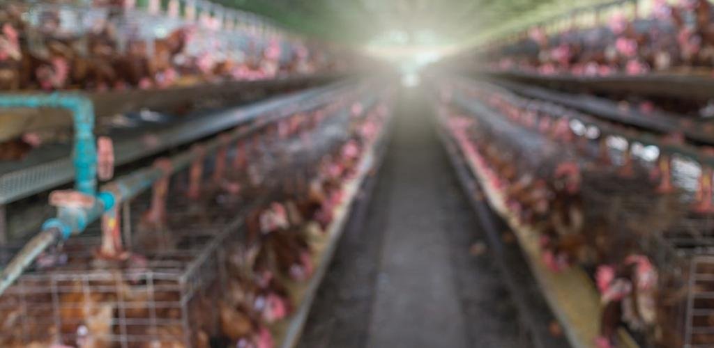 أخبار الكويت | مدير «الزراعة» يتفقد مزارع وشركات دواجن في «الوفرة» | عيون الجزيرة الكويت