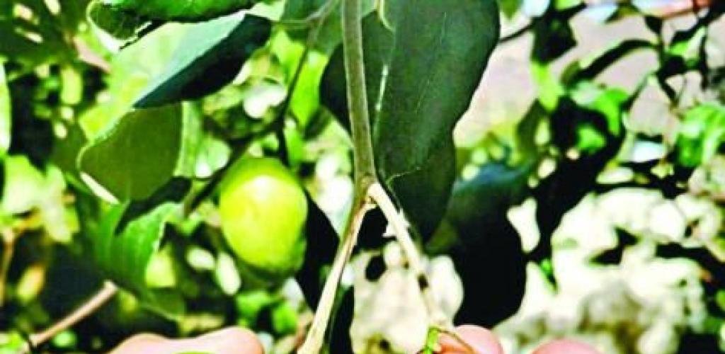 الامارات الان | مرتبط في الذاكرة بميلاد الوطن.. السدر ظل ممتد في الهوية الإماراتية | عيون الجزيرة الامارات