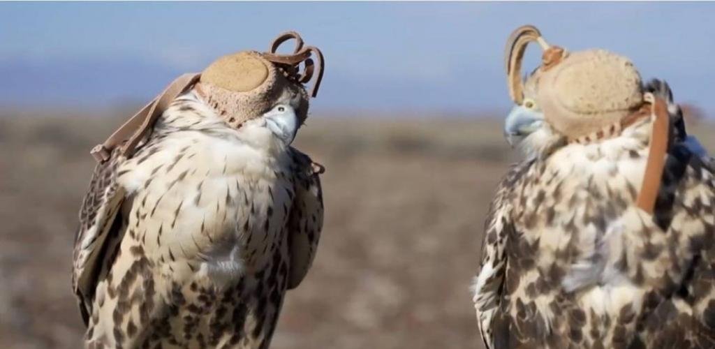 أخبار السعودية | نادي الصقور السعودي يطلق عددا من الصقور في كازاخستان | عيون الجزيرة السعودية الان