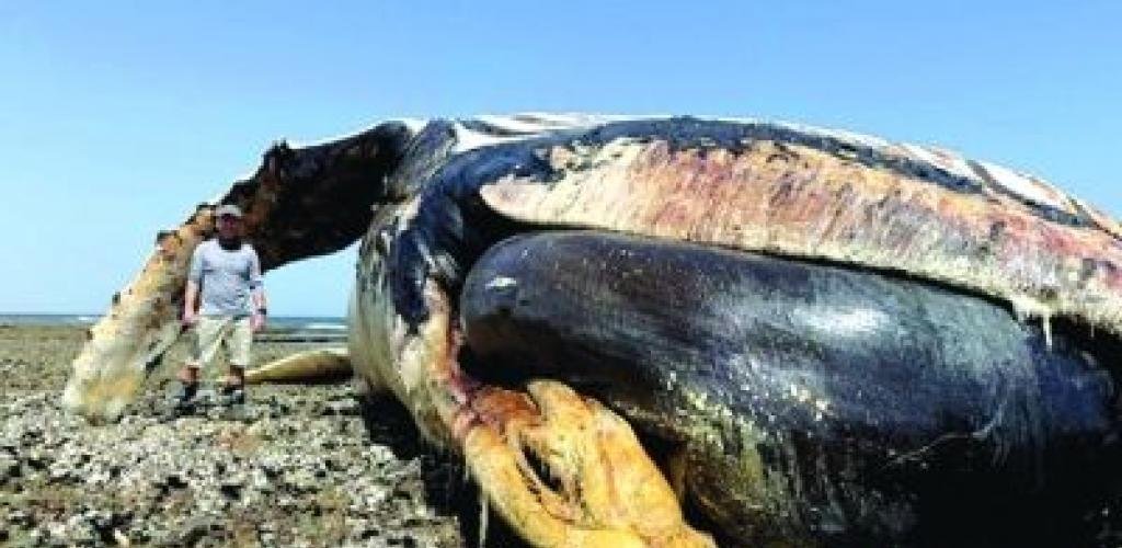 أخبار سلطنة عمان | جمعية البيئة العمانية تنجز خطة صون دولية لحيتان العرب الحدباء المهددة بالانقراض | عيون الجزيرة الاخبارية عمان