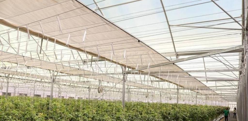 الامارات الان | افتتاح مزرعة طماطم جديدة في العين لإنتاج 150 ألف كيلوغرام سنوياً | عيون الجزيرة الامارات