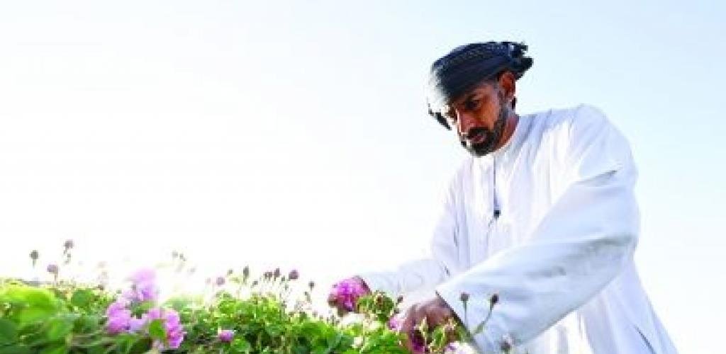 أخبار سلطنة عمان | ورد الجبل الأخضر.. عطر توقظه الندى مع خيوط الشمس الأولى | عيون الجزيرة الاخبارية عمان