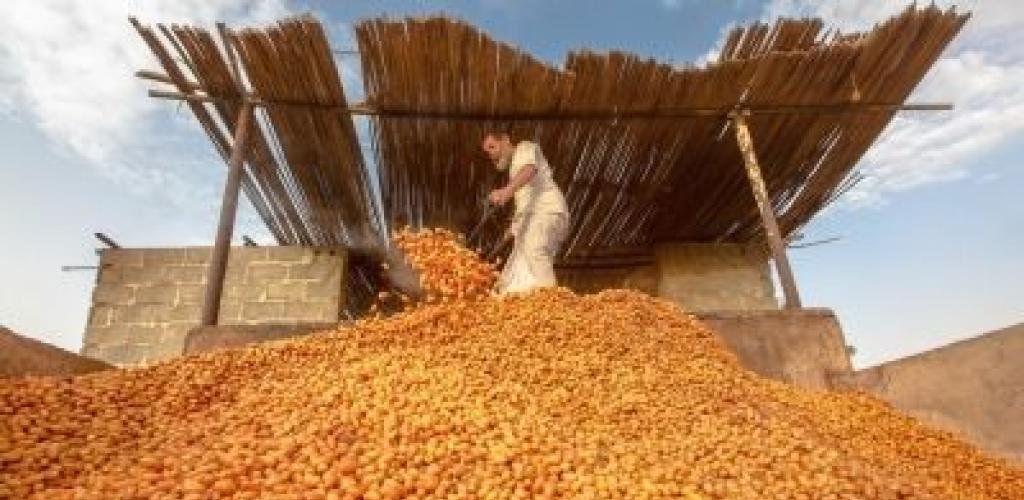 أخبار سلطنة عمان | مشروعات القطاع الزراعي تعزّز منظومة الأمن الغذائي بمحافظة شمال الشرقية | عيون الجزيرة الاخبارية عمان