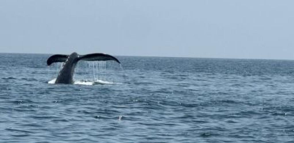 أخبار سلطنة عمان | توثيق نشاط حيوي للحيتان الحدباء في شمال شرق جزيرة مصيرة | عيون الجزيرة الاخبارية عمان