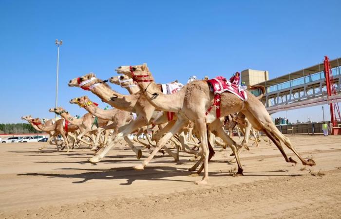 الرياضة الان | شعار الشقي يحصد كأس وبندقية اللقايا | عيون الجزيرة الرياضي