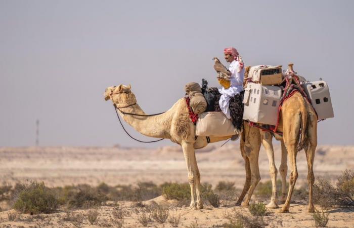 أخبار قطر |  فريق التحدي يحافظ على صدارة المجموعة الأولى في بطولة القلايل 2025 | عيون الجزيرة قطر