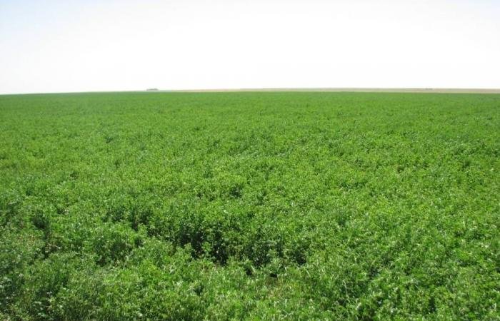 أخبار السعودية | إيقاف زراعة الأعلاف المعمرة بالمملكة منتصف نوفمبر المقبل | عيون الجزيرة السعودية الان