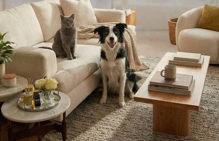 الامارات الان | تسجيل إلزامي للكلاب والقطط في أبوظبي بدءاً من الثلاثاء | عيون الجزيرة الامارات