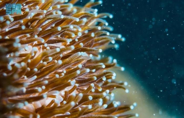 أخبار السعودية | AI لبيانات البيئة | عيون الجزيرة السعودية الان