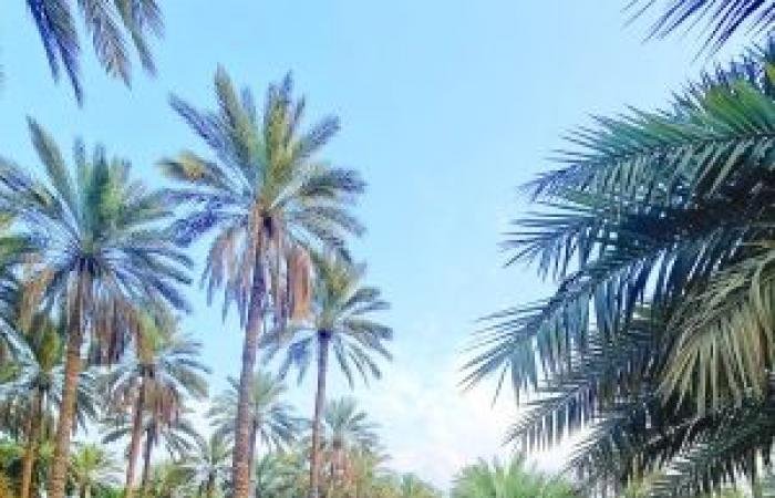 أخبار سلطنة عمان | تواصل الأعمال الإنشائية في ممشى بساتين بولاية وادي المعاول | عيون الجزيرة الاخبارية عمان