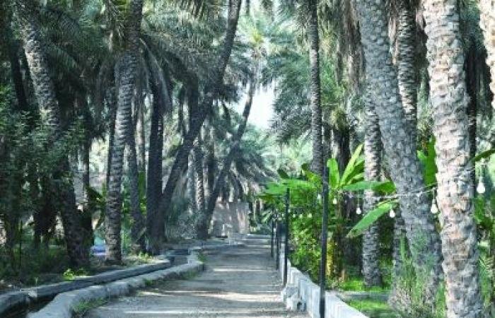 أخبار سلطنة عمان | تواصل الأعمال الإنشائية في ممشى بساتين مسلمات بوادي المعاول | عيون الجزيرة الاخبارية عمان