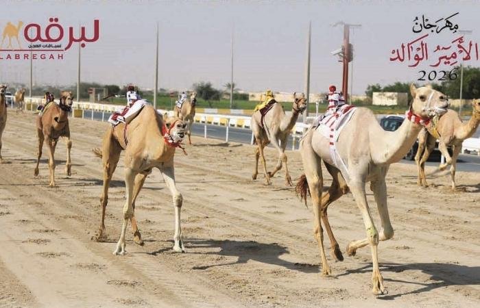أخبار قطر | مهرجان سمو الأمير الوالد للهجن.. «نجود» تظفر بمعركة رئيسي الثنايا بكار | عيون الجزيرة قطر