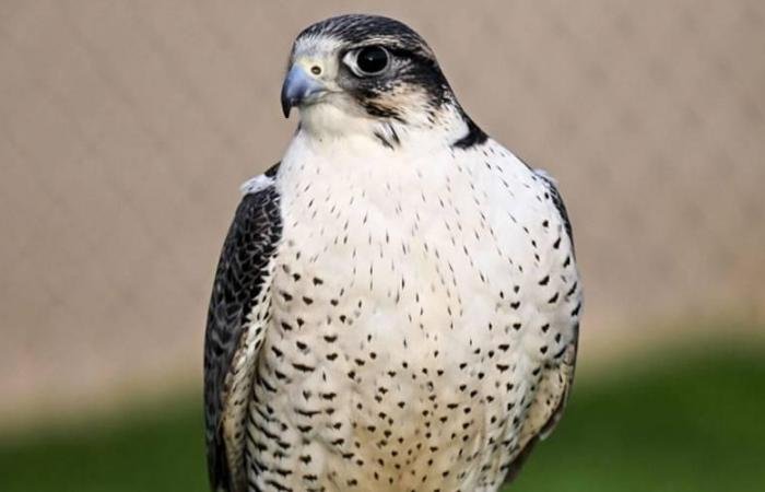 الرياضة الان | بطولة ألعاب الماسترز «أبوظبي 2026» للصيد بالصقور تنطلق الأربعاء | عيون الجزيرة الرياضي