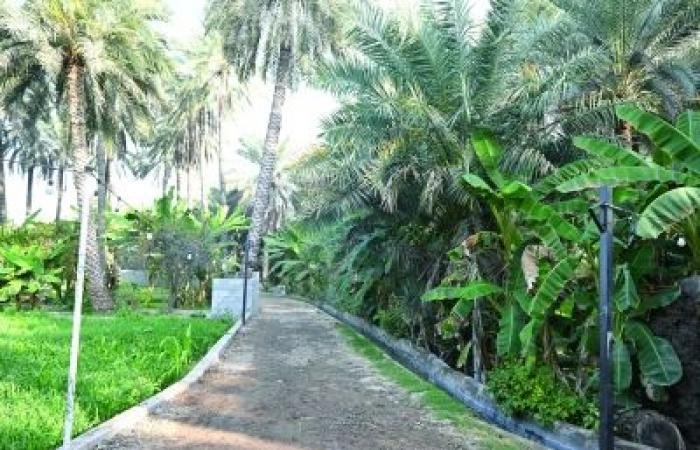 أخبار سلطنة عمان | تواصل الأعمال الإنشائية في ممشى بساتين مسلمات بوادي المعاول | عيون الجزيرة الاخبارية عمان