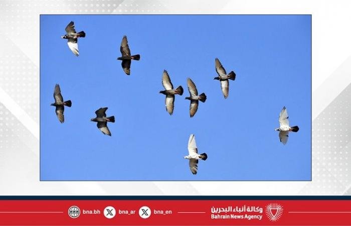 أخبار البحرين | طقس دافئ نسبيًا مع سحب متفرقة اليوم في البحرين | عيون الجزيرة