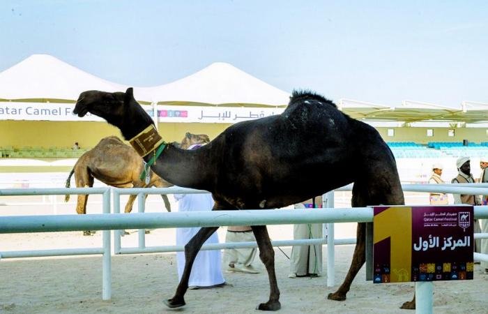 الرياضة في قطر | في اختتام مهرجان قطر للإبل "جزيلات العطا".. عبد العزيز سليم يطير بسيف المجاهيم إلى السعودية | عيون الجزيرة الاخبارية