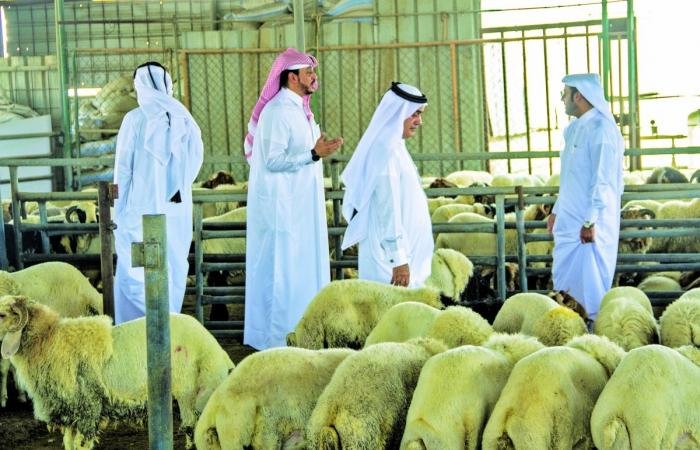 أخبار قطر | ارتفاع أسعار الخراف المحلية والمستوردة | عيون الجزيرة قطر
