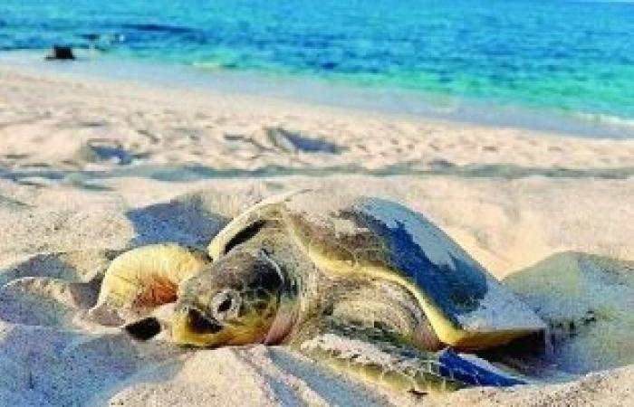 أخبار سلطنة عمان | مشروع لدراسة نسبة نجاح أعشاش السلاحف البحرية بولاية مصيرة | عيون الجزيرة الاخبارية عمان