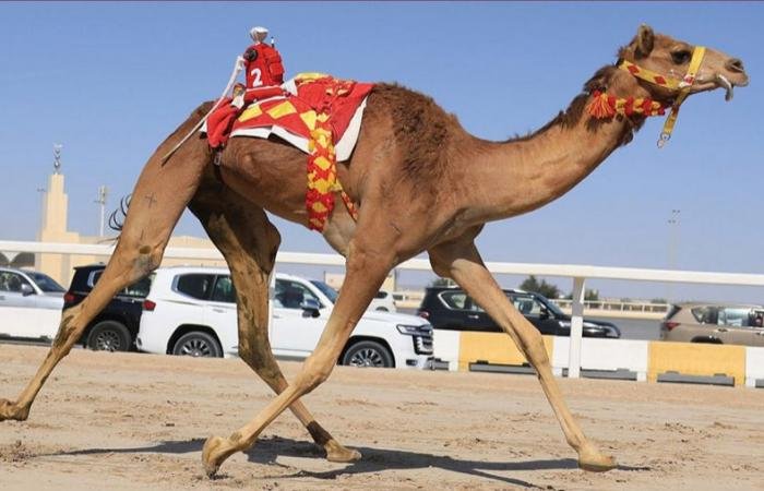 الرياضة في قطر | انطلاق المرحلة الثانية من السباق المحلي السابع للهجن العربية الأصيلة | عيون الجزيرة الاخبارية