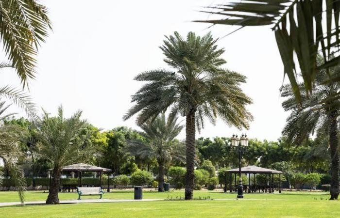 الامارات الان | بلدية عجمان تعلن زراعة 5465 شجرة جديدة في 2025 | عيون الجزيرة الامارات