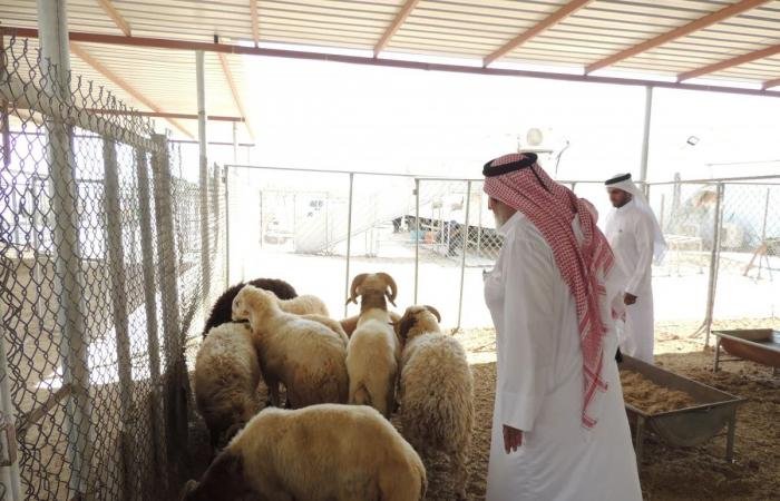 أخبار قطر | التجارة تعلن استمرار مبادرة دعم اللحوم الحمراء حتى نهاية رمضان | عيون الجزيرة قطر