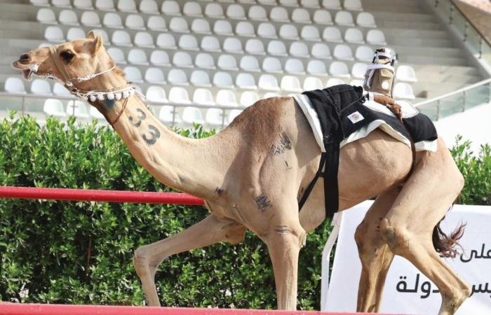 الرياضة في قطر | "العندل" تنتزع كأس المهجنات بمهرجان ختامي الوثبة | عيون الجزيرة الاخبارية