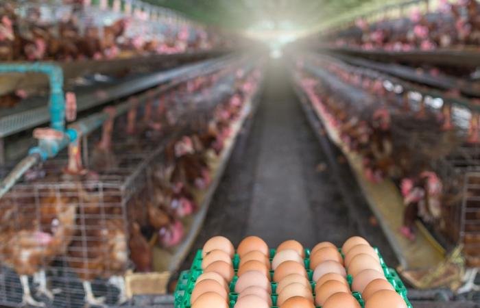 أخبار الكويت | مدير «الزراعة» يتفقد مزارع وشركات دواجن في «الوفرة» | عيون الجزيرة الكويت