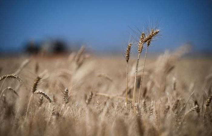 الجزائر تشتري 200 ألف طن من قمح الطحين في مناقصة