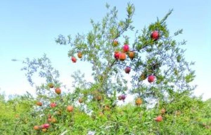 أخبار سلطنة عمان | دراسة: الارتفاع الجغرافي والمناخ يحددان جودة ثمار الرمان | عيون الجزيرة الاخبارية عمان
