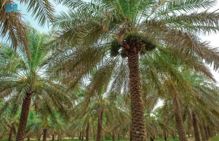 أخبار السعودية | فحص 13 مليون نخلة بالمناطق وتعزيز مكافحة الآفات | عيون الجزيرة السعودية الان