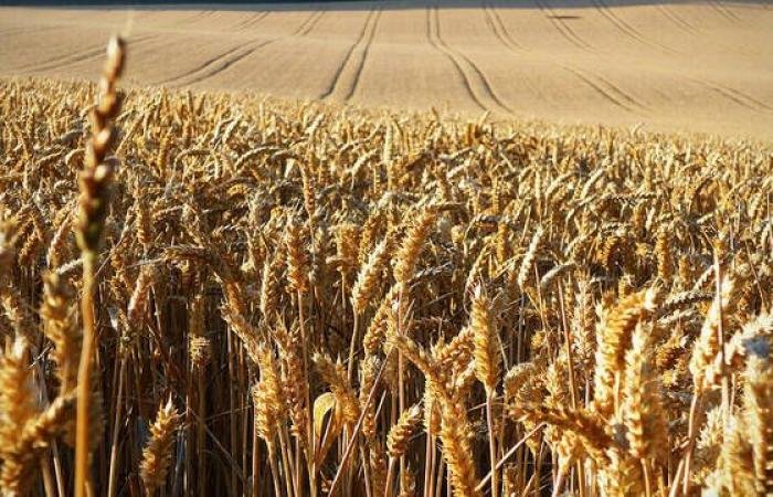 حرب إيران تهوي بالقمح الأوروبي لأدنى مستوى في أسبوعين