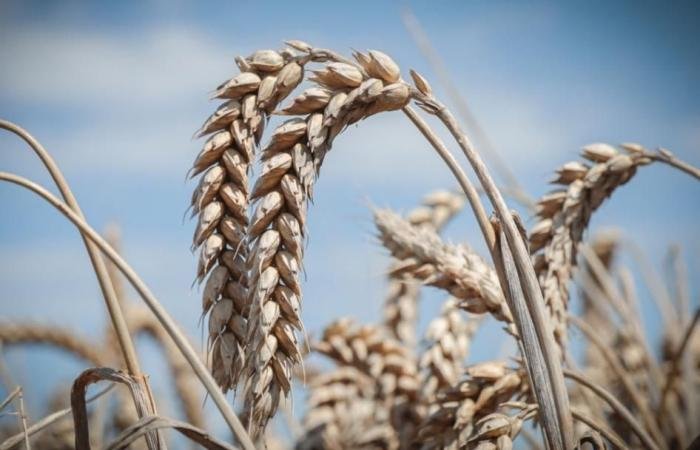 أسعار القمح الأوكراني في 2026 بين 215 و220 دولارا للطن