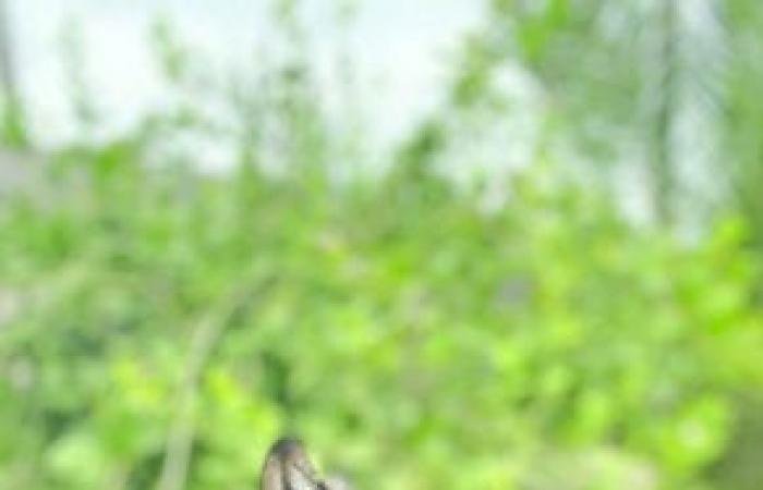 أخبار سلطنة عمان | «البيئة»: توسيع شبكات الرصد العلمي وتوظيف تقنيات مبتكرة لحماية الحياة الفطرية | عيون الجزيرة الاخبارية عمان