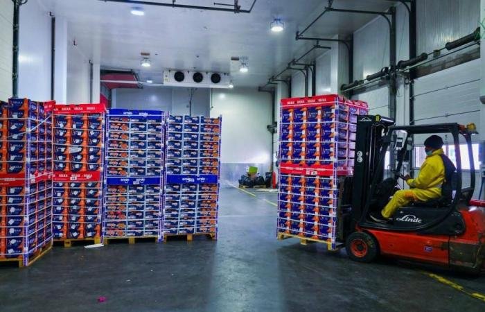 «إن آر تي سي» تندمج مع «تازا» لتعزيز قطاع الأغذية في الإمارات