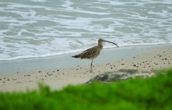 أخبار سلطنة عمان | بر الحكمان.. ملاذ الطيور المهاجرة وموئل عالمي للتنوع البيولوجي | عيون الجزيرة الاخبارية عمان
