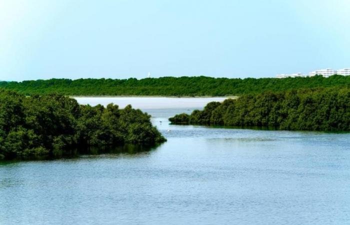 الامارات الان | بلدية عجمان ترتقي بالبيئة وجودة الحياة عبر برامج مبتكرة | عيون الجزيرة الامارات