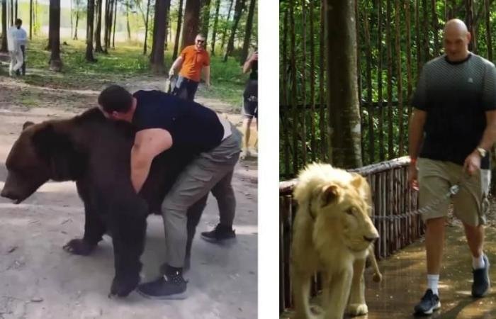 الرياضة الان | فيوري يصطحب أسداً قبل مواجهة أرسلان بك | عيون الجزيرة الرياضي