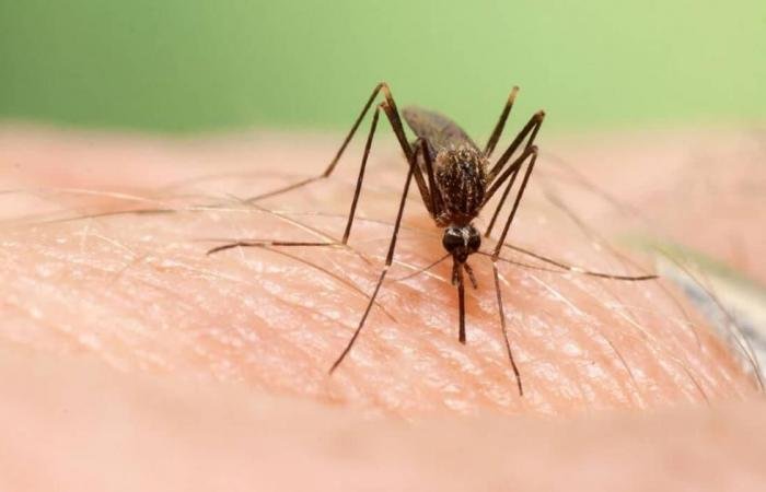 الامارات الان | تعرفوا إلى آلية القضاء على مواقع تكاثر البعوض في موسم الأمطار؟ | عيون الجزيرة الامارات