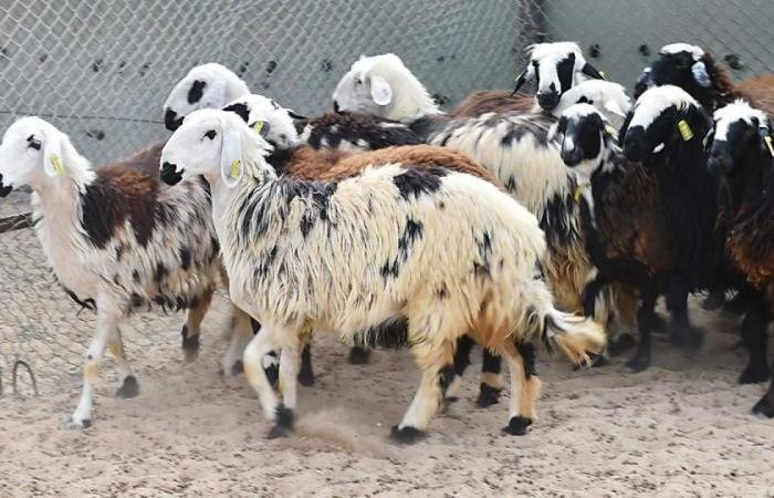 الامارات الان | «الزراعة» تعتمد إرشادات لحماية الإنتاج والثروة الحيوانية بعد التقلّبات الجوية | عيون الجزيرة الامارات