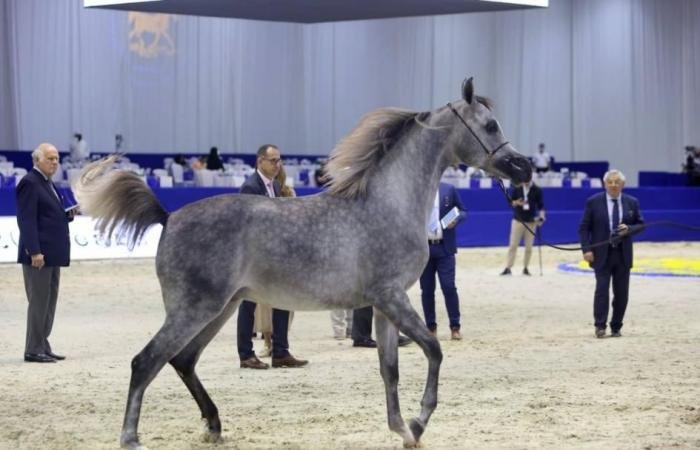الرياضة الان | 155 خيلاً في الدورة الـ 23 من بطولة دبي للجواد العربي | عيون الجزيرة الرياضي