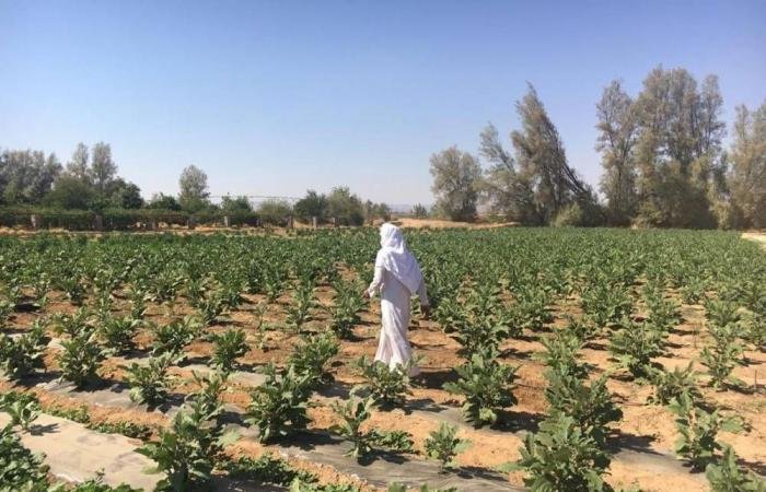 أخبار السعودية | تبني 350 تقنية مبتكرة في قطاعات البيئة والمياه والزراعة | عيون الجزيرة السعودية الان