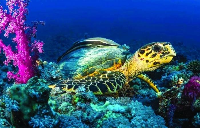 أخبار قطر |  وزارة البيئة تعلن انطلاق موسم تعشيش السلاحف البحرية في قطر | عيون الجزيرة قطر