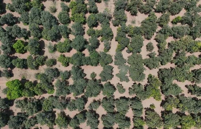 أخبار السعودية | مانجو جازان: إنتاج يفتح فرصا واعدة في التصنيع الغذائي | عيون الجزيرة السعودية الان