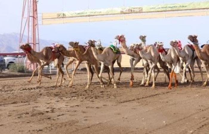 أخبار سلطنة عمان | بتكليفٍ سامٍ.. سُموّ السّيّد كامل يرعى ختام مهرجان كأس جلالةِ السُّلطان المعظم للهجن | عيون الجزيرة الاخبارية عمان