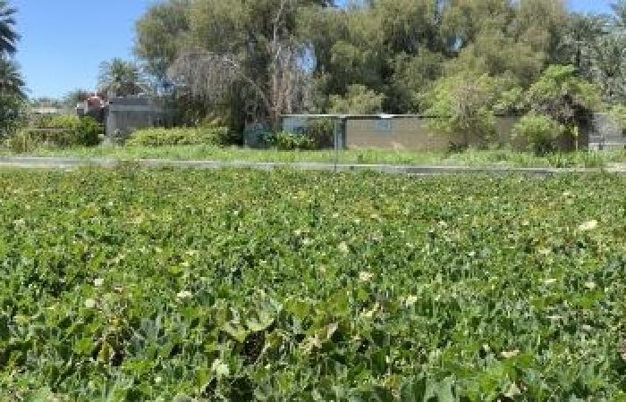 أخبار سلطنة عمان | منخفض "المسرات" يعزز المخزون المائي وينعش النشاط الزراعي في ولاية نزوى | عيون الجزيرة الاخبارية عمان