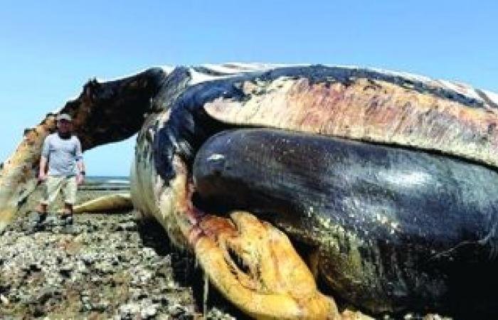 أخبار سلطنة عمان | جمعية البيئة العمانية تنجز خطة صون دولية لحيتان العرب الحدباء المهددة بالانقراض | عيون الجزيرة الاخبارية عمان