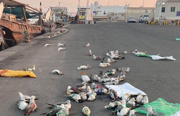 أخبار قطر | ضبط مجموعة من الصيادين إثر قيامهم بصيد 95 طائراً من طيور الصلال | عيون الجزيرة قطر