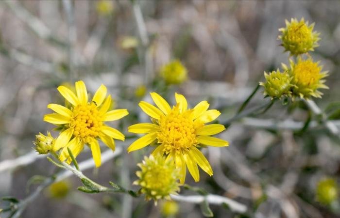 أخبار الكويت | العرفج... رمزية وطنية تجسد وحدة أهل الكويت في وجه العدوان الآثم | عيون الجزيرة الكويت